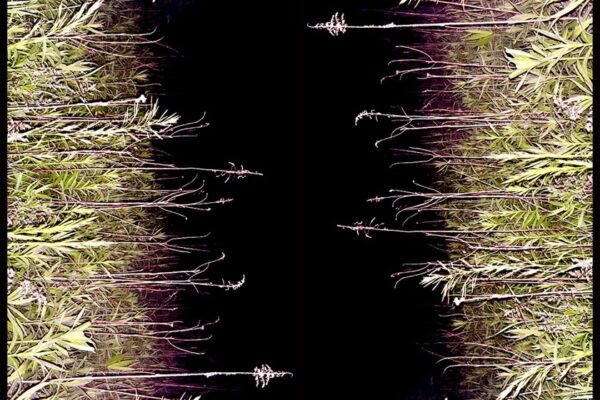 Giant Day - Devil Dog - BestNewMusic2025 - New Music 2025 > Q3 > W30